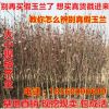 玉蘭苗 常綠喬木批發(fā) 紫玉蘭工程樹1-5公分直徑綠化苗木