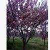 基地直銷 櫻花樹苗 嫁接櫻花樹苗8公分櫻花樹 園林綠化