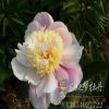 芍藥 湖光山色 菏澤油之夢牡丹 批發綠化苗木 保真保活保售后
