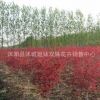 直銷批發(fā)紅楓小苗 嫁接小苗 日本紅楓 保證品種