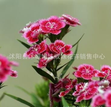 批發觀花石竹花盆栽 五彩石竹花盆栽，地被草花，家庭陽臺種植