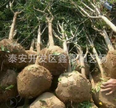 3公分石榴樹(shù)苗批發(fā) 果石榴泰山紅石榴軟籽石榴樹(shù)苗