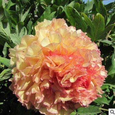 觀賞牡丹金閣 盆栽庭院皆可菏澤洛陽(yáng)正宗牡丹花苗