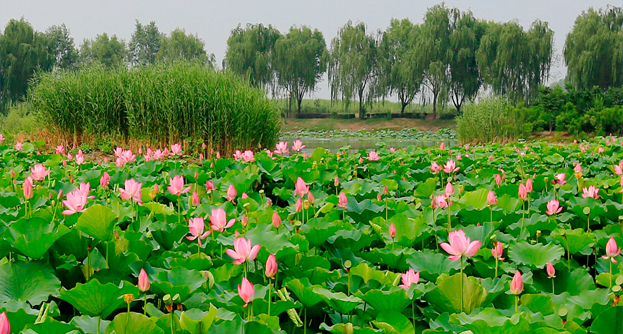 響水建成全國最大荷花資源圃
