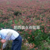 4元特賣二年生紅葉石楠毛球、色塊苗，數量4000棵