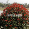 安徽地區供應精品紅葉石楠球，200-250cm冠幅
