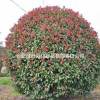 紅葉石楠球降價促銷
