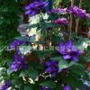出售鐵線蓮種球 批發(fā)藤本花卉皇后 盆栽攀援花卉 24個(gè)品種