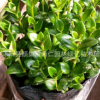 批發(fā)開花小金魚金魚草室內(nèi)盆栽植物四季長(zhǎng)青吊蘭花卉綠植