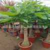 獨(dú)桿發(fā)財(cái)樹辮子樹大型植物盆栽室內(nèi)辦公大型綠化觀葉植物富貴樹
