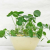 盆栽室內(nèi)花卉水培有氧植物銅錢草水培金錢草綠植水培植物