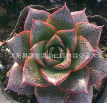 大和錦多肉植物批大和錦多肉植物批4厘米左右 帶盆帶土