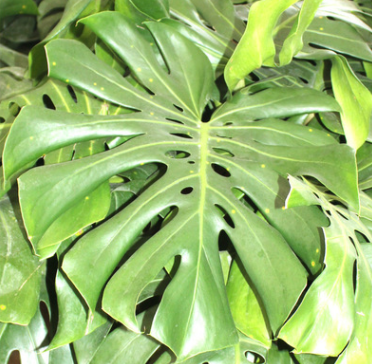 優(yōu)質(zhì)室內(nèi)盆栽龜背竹凈化空氣量大優(yōu)惠辦公室綠化龜背竹