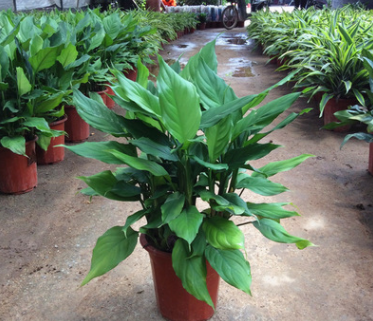 萬年青大型室內(nèi)辦公室盆栽花卉綠植 健康長壽 凈化空氣基地發(fā)貨