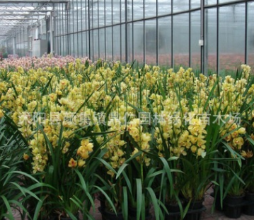 盆栽花卉蘭花大花蕙蘭蟬蘭虎頭蘭當年開花大花惠蘭14基地直銷