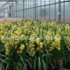 盆栽花卉蘭花大花蕙蘭蟬蘭虎頭蘭當年開花大花惠蘭14基地直銷