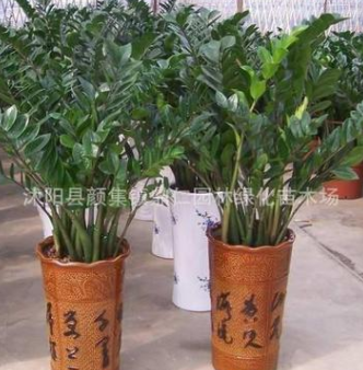 直銷室內(nèi)綠植盆栽 金錢樹盆栽 凈化新奇盆栽 金錢樹價格 規(guī)格全