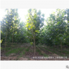 3公分法桐 綠化苗木 優質法國梧桐供應 法桐樹苗批發 價格實惠