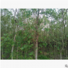 8公分長枝榆價格 優(yōu)質(zhì)長枝榆樹苗批發(fā) 一級樹供應(yīng) 保定苗木