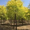 4公分矮接金葉榆供應(yīng) 金葉榆價格 金葉榆樹苗批發(fā) 河北苗木