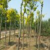 河北金葉榆價格 18公分金葉榆供應(yīng) 一級樹 河北金葉榆苗木基地