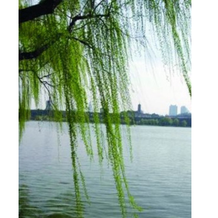 直銷(xiāo)批發(fā)大型果樹(shù)基地果樹(shù)直銷(xiāo)各種果樹(shù)苗木