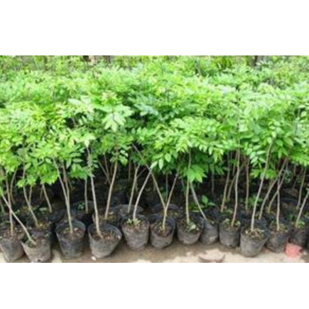 批發(fā)果樹(shù)苗 盆栽 苗木 綠化苗木 園林果樹(shù) 果子樹(shù)苗