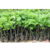 批發(fā)果樹(shù)苗 盆栽 苗木 綠化苗木 園林果樹(shù) 果子樹(shù)苗