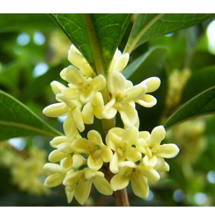 供應(yīng)優(yōu)質(zhì)桂花樹(shù)苗 綠化樹(shù)苗八月金季四季桂 桂花樹(shù)小苗 低價(jià)批發(fā)