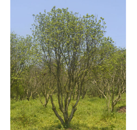 供應(yīng)原生態(tài)-【園林專(zhuān)用】批發(fā)各種樹(shù)木