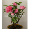 菏澤牡丹基地直銷春節(jié)盆栽催花牡丹一級富貴牡丹花