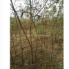 常年供應批發黃連木 林木種子樹苗成活率高品質保證量大優惠