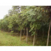 常年供應批發欒樹苗林木種子樹苗成活率高品質保證量大優惠