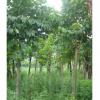 常年供應批發(fā)喜樹 林木種子樹苗成活率高品質保證量大優(yōu)惠