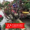 紅梅臘梅綠梅 造型盆景烏梅 骨里紅美人梅素心臘梅花樹苗庭院盆栽