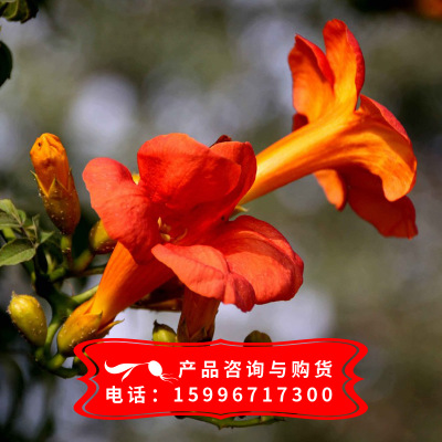 熱銷凌霄花庭院爬藤植物 火紅色美國凌霄 凌霄花 包成活基地發貨