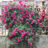 18.8元5棵6年薔薇花苗當年開花多花盆栽地栽庭院陽臺爬藤玫瑰月季