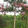 【品種多】合肥紫薇苗木批發、合肥紫薇苗木銷售