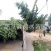 陜西百畝精品雪松基地直銷 農(nóng)戶批發(fā)風(fēng)景樹雪松