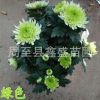批發(fā)菊花 西安菊花小苗品種齊全 周至地被菊花基地直銷