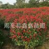 批發(fā)紅葉石楠精球/綠化景觀苗木精品紅葉石楠優(yōu)惠價