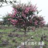 陜西西安哪有風(fēng)景樹紫薇　百日紅特價/周至縣鑫松苗圃