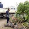 陜西哪有臘梅供應(yīng) 周至苗木基地綠化苗木臘梅批發(fā)價