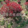 陜西苗圃直銷紫葉矮櫻球 西北園林風(fēng)景樹高桿紫葉矮櫻