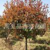 供應(yīng)高桿【紅葉石楠】綠化工程苗木紅葉石楠降價處理
