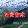 供應(yīng)油松小苗 周至營養(yǎng)缽/容器袋油松小苗繁育基地
