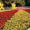 西安品牌花卉綠植租賃租擺公司