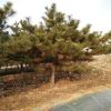基地直銷園林綠化苗木黑松樹苗，黑松造型盆景，15公分黑松價格。