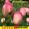 山東鳳岐苗木蘋果樹苗批發，蘋果樹種子批發，山東蘋果樹苗木價格