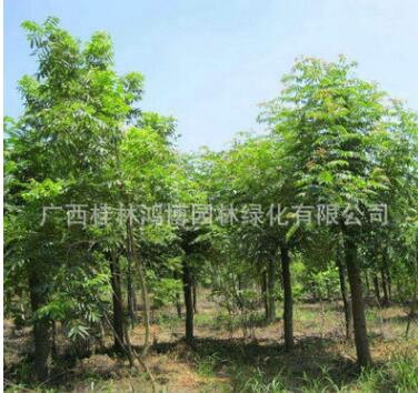 特價(jià)供應(yīng)馬褂木 截桿馬褂木 馬褂木景觀樹 可做庭院布置
